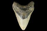 Fossil Megalodon Tooth - North Carolina #124342-1